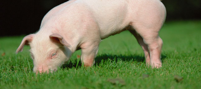 The Use of Oxytetracycline in Pig Raising