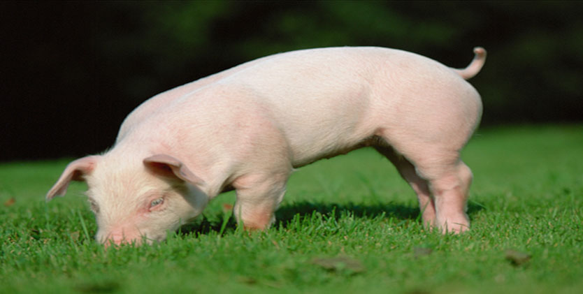 The Use of Oxytetracycline in Pig Raising