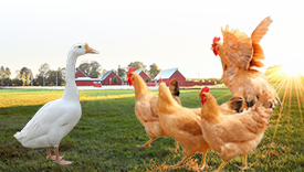 How Do You Increase Egg Production In Chickens?