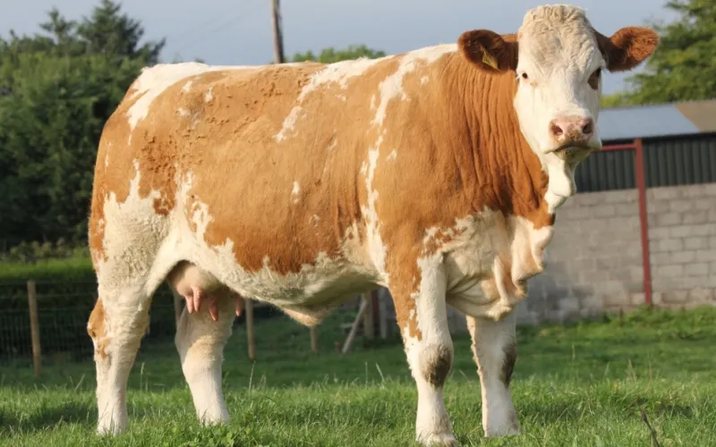 A Pregnant Cow