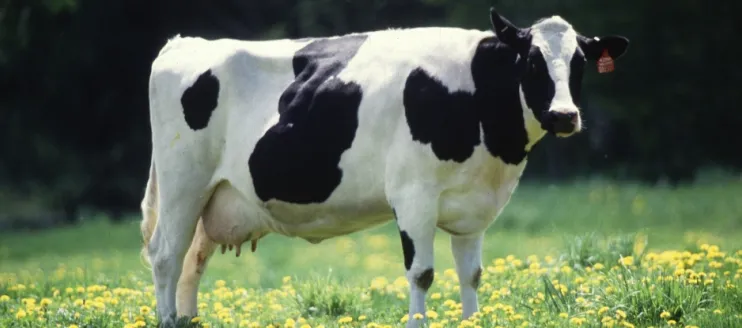 Can Pregnant Cows be Given Medication?