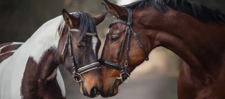 Common Skin Infections in Horses: Causes and Treatments