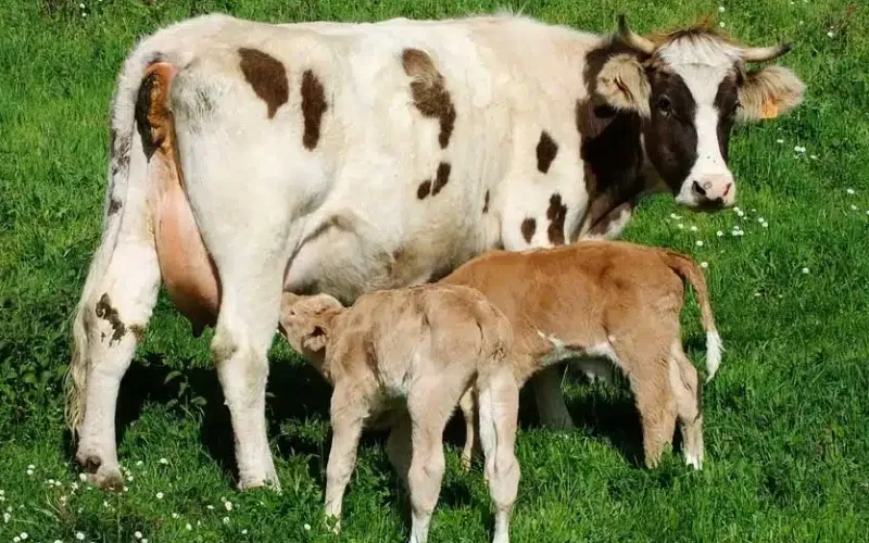 Cows and Calves