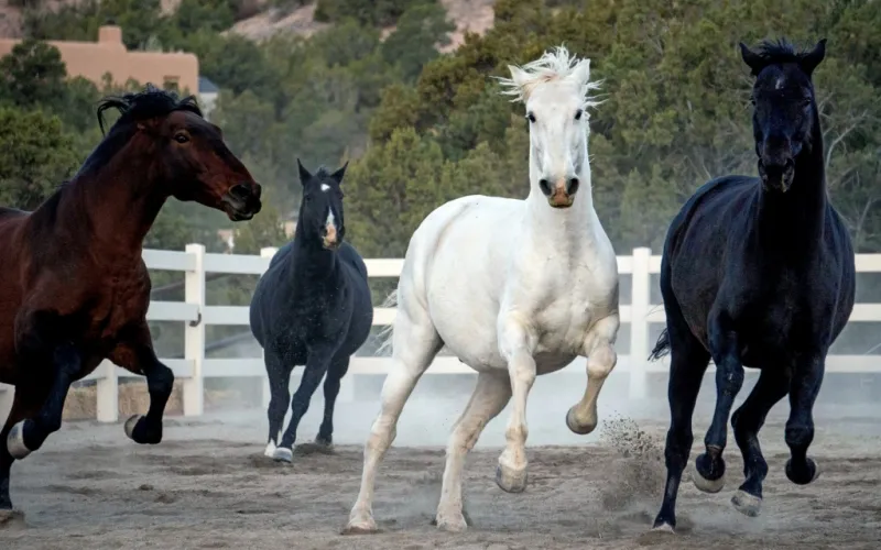 Healthy Horses