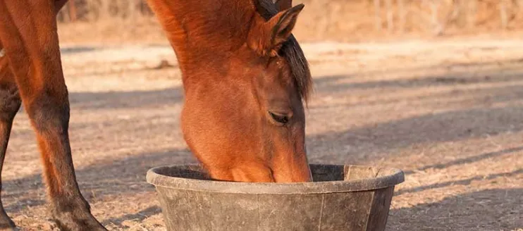 How to Provide Nutrition for Horses?