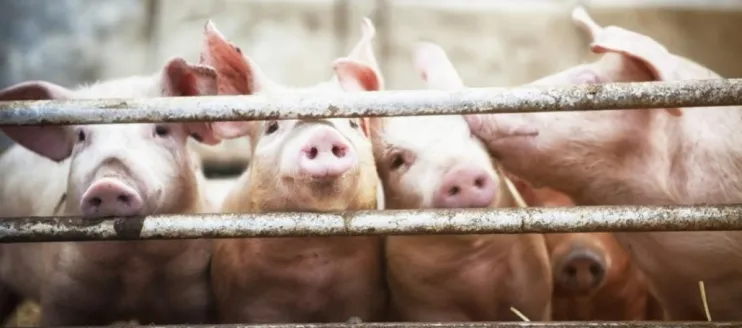 What Feeds Should Sick Pigs Avoid after Taking Medicine?