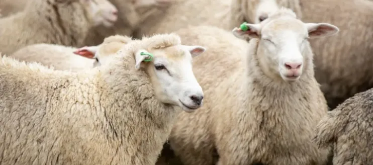 What to do if Sheep Get Contagious Pleuropneumonia?