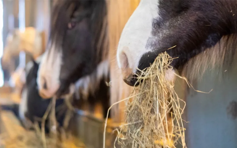 high-quality hay