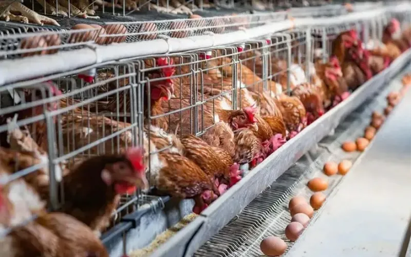 laying hens