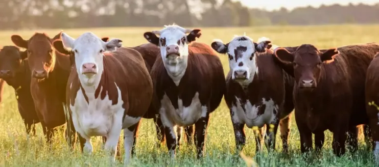 10 Reasons Why Beef Cattle Don't Grow Meat