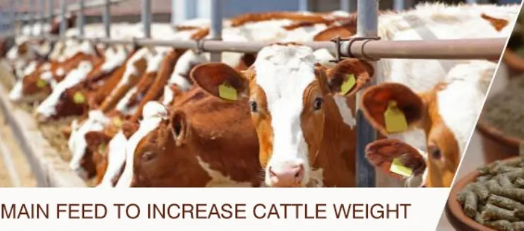 5 Main Feeds to Increase Cattle Weight