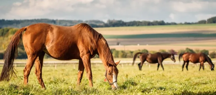 Injectable Ivermectin for Horses: Working as Useful Dewormer