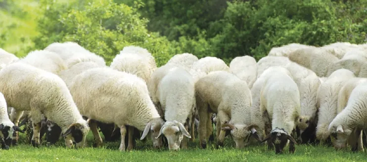 Injectable Ivermectin for Sheep: a Vital Tool for Sheep Farmers