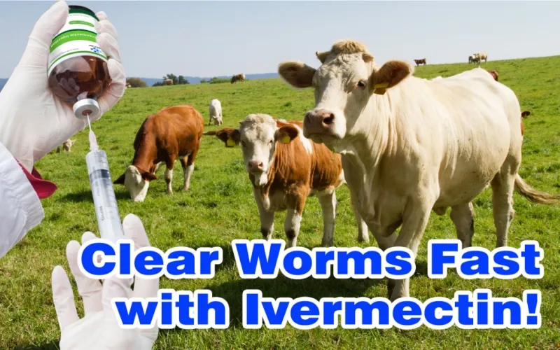 Injectable-ivermectin-in-cattle