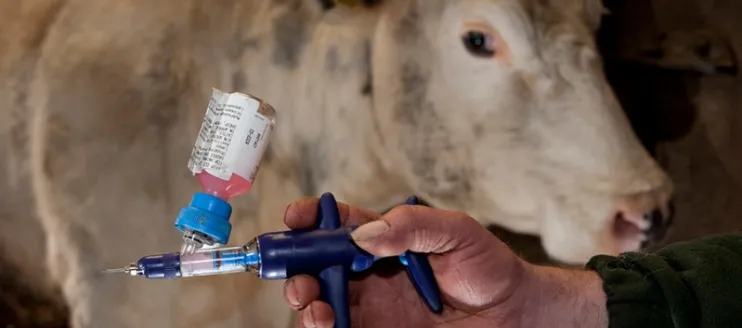 Ivermectin Injection for Cattle: What You Have to Know