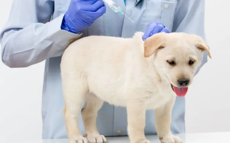 Subcutaneous injection for dogs