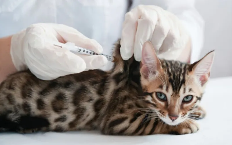 Subcutaneous injection in cat