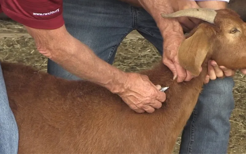 Subcutaneous injection in goats