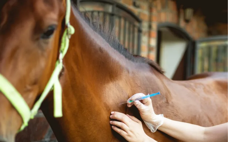 Subcutaneous injection in horse