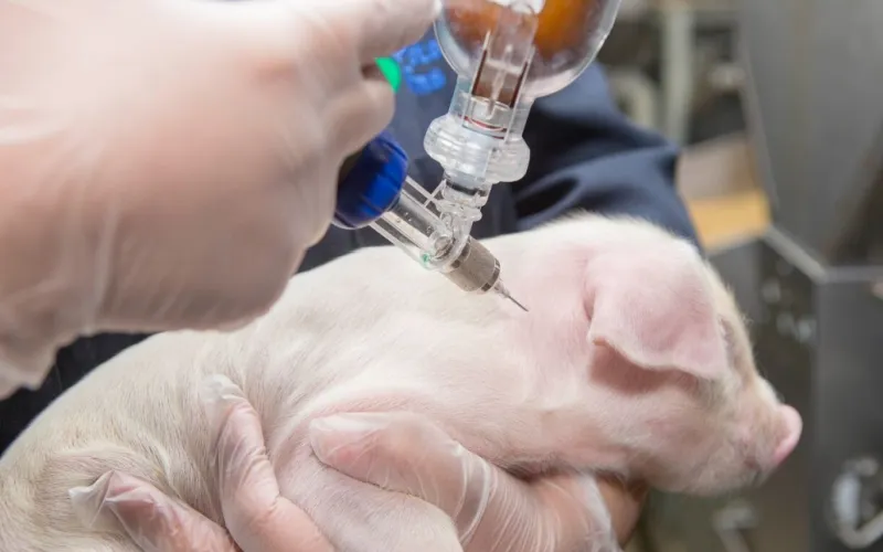 subcutaneous administration for pigs and swine