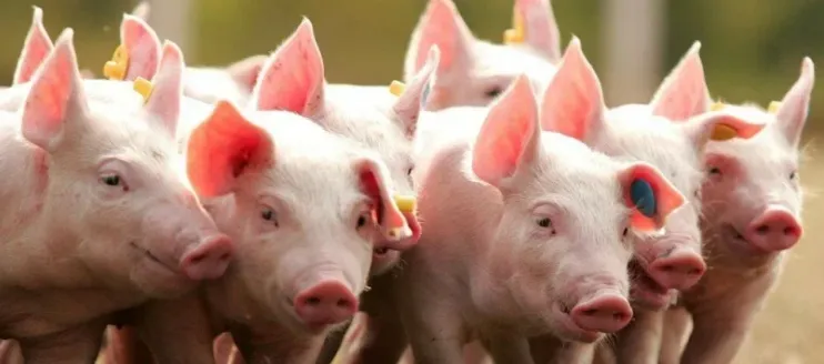 How to Choose the Best Growth Promoter for Pigs?