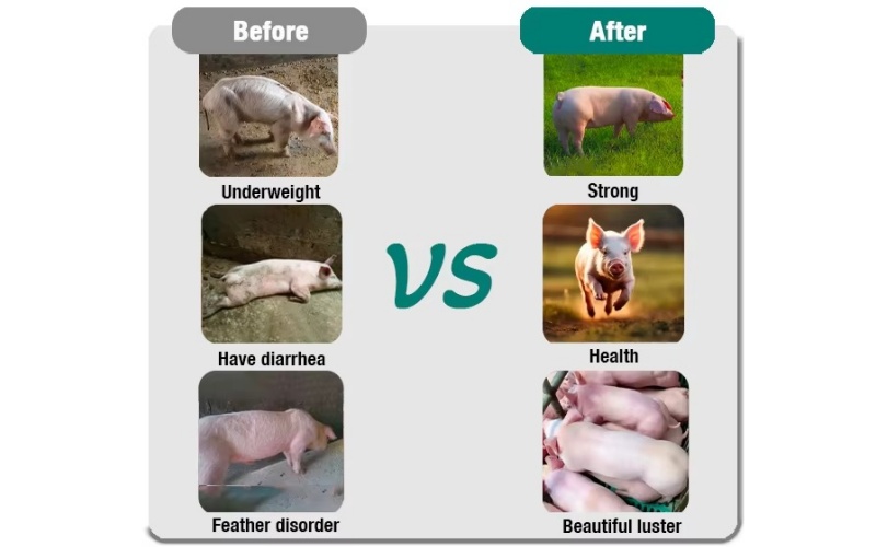 Pig Growth Booster