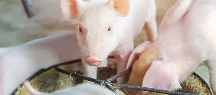 What Feeds Can Fatten Pigs Quickly?