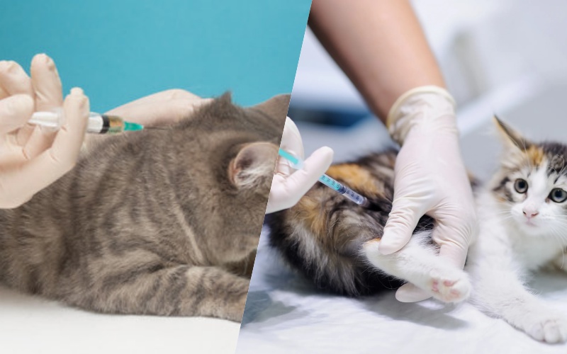 subcutaneous injection vs intramuscular injection