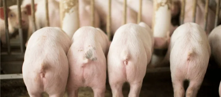 Best Practices for Using Pig Growth Booster in Swine Farming