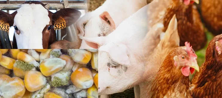 Exploring the Impact of Mycotoxins on Livestock and Poultry Farming