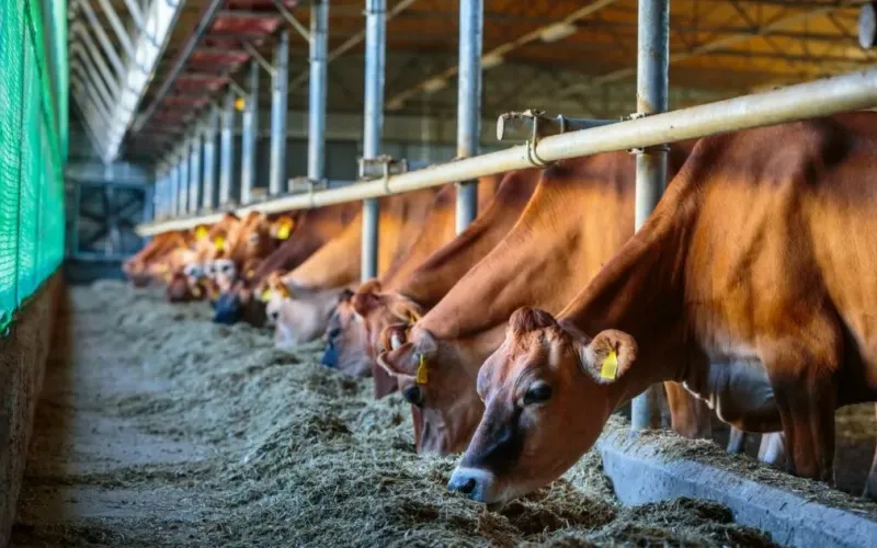 Feeding Cattle