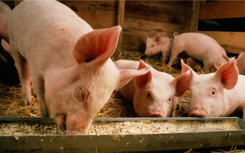 Feeding Piglets