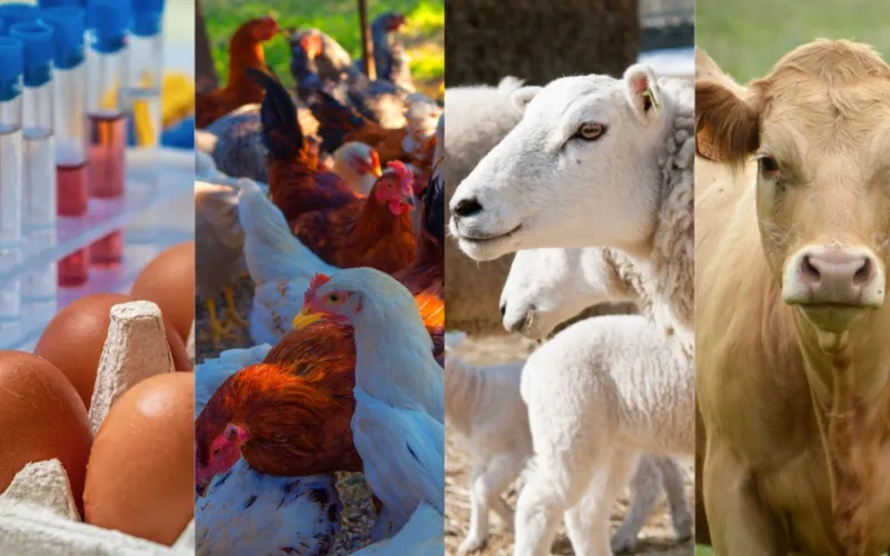 Livestock and Poultry Farming