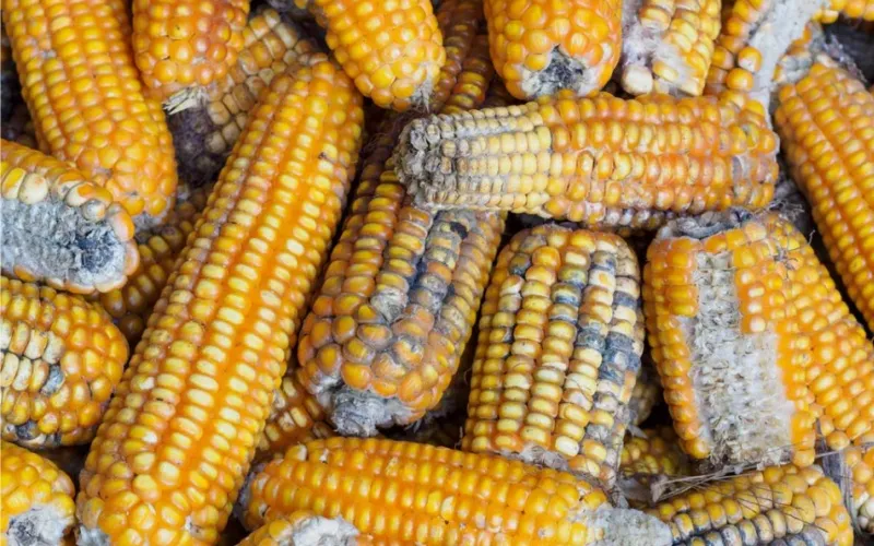 Mycotoxin Contamination